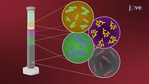 Creating a Winogradsky Column A Method to Enrich the Microbi