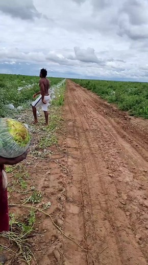 Aí tem a senha 🍉🍉 #agriculture #agricultura #agro #agronomia #fyp