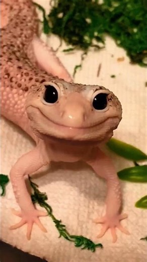 Leopard Gecko: The Spotted Lizard Everyone Loves. #shorts #animals #facts