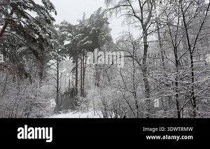 Old birches and pines in snowy forest in overcast day Stock Video Footage - Alamy