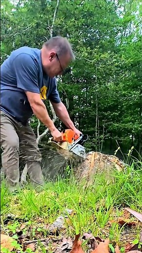 First cuts with the #ported #stihl #ms046 #chainsaw