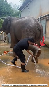 1M views · 3.4K reactions | Why Elephant Feet Must Stay Clean  #elephant #wildlife #facts #animalcare #shorts #ahsanexplores | AHSAN Explores | Facebook