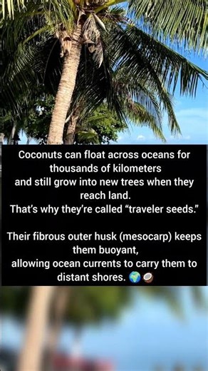 Why Coconuts Can Travel Across Oceans! 🌍🥥 (Nature’s Traveler Seed)