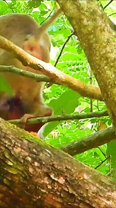 1M views · 4.9K reactions | Amazing monkey | Monkey Magic | Facebook