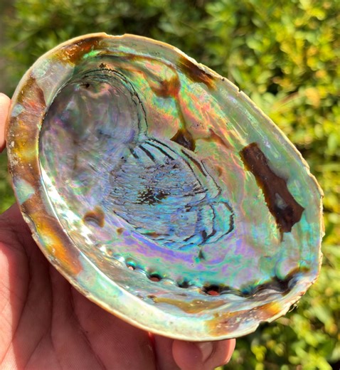 Natural Iridescent Abalone Shell Lot | Polished Jewelry Making, Smudging Bowl, Craft Supplies - Etsy