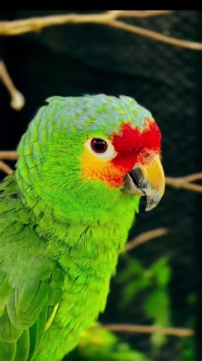 Relax Parrot ASMR with natural bird sounds