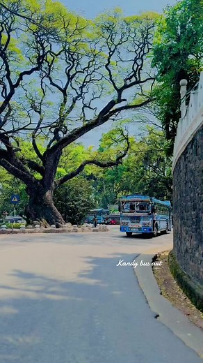 Kandy Bus Art on TikTok