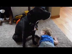 Identifying Canine Anxiety (Tongue Flick/Lip Licking)