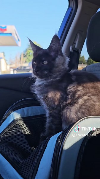 Maine Coon Kitten Enjoys Car Rides