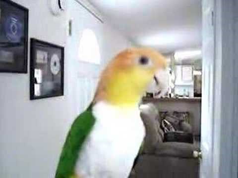 Caique flying
