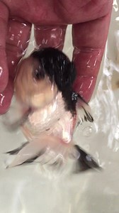 18 reactions · 4 comments | Panda oranda | New Life Aquarium & Pets | Facebook