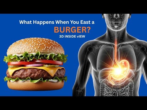 What Happens When You Eat a Burger? Complete Digestion Process Explained