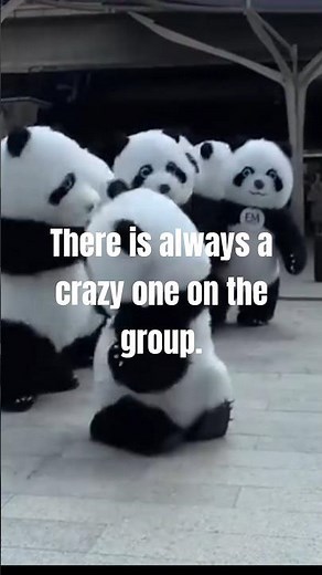 Watch This Dancing Panda Go Viral – You Won't Believe the Moves!