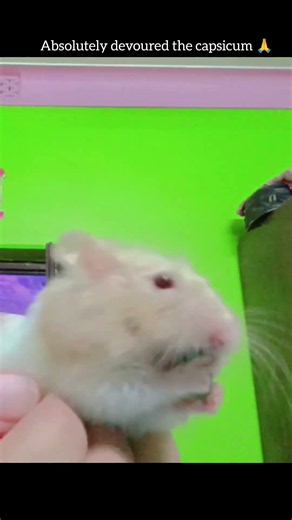 Hammy mukbang 🐹💅 #hamster #pets #cute #funny #petvideos