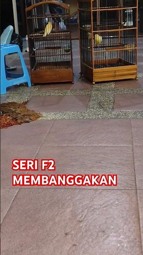 KENARI SERI F2 MEMBANGGAKAN juragan