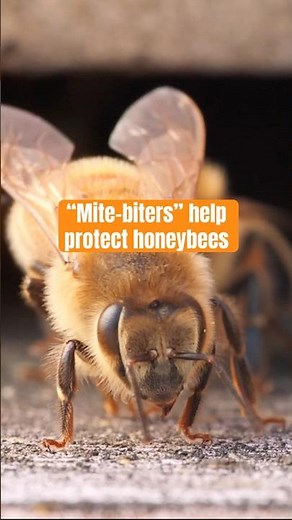 Honeybees Fight Back Against Mites | #DeepLook #Shorts #bees