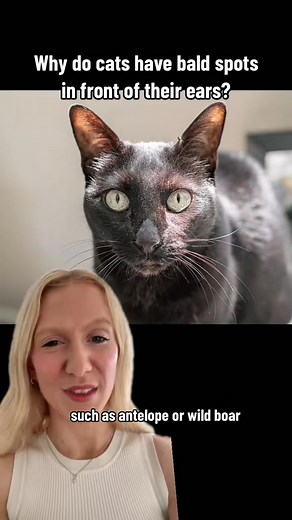 Why do cats have bald spots in front of their ears? | LiveScience