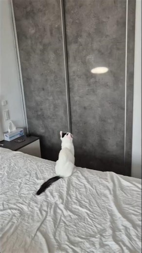 Sunbeam target acquired 🐱 #cat #kitten #catvideos #cute #pet #pets #kitty #petlover #petlovers #cats