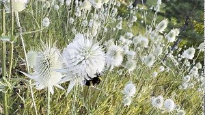 Bombus pascuorum bee macro shot. Bumblebee or hairy bee sucks nectar from Dipsacus laciniatus flower. Close up view of common carder bee (bombus pascuorum). Selective focus.