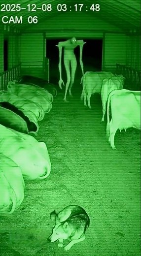 Alien Breaks Into Barn…