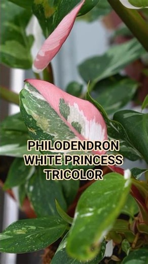 Philodendron White Princess Tricolour Care & Growth 🌱🪴✨️