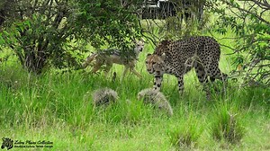 1.9M views · 10K reactions | A lovely sighting of Imani female...