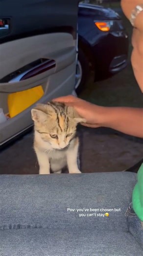 Then she ran inside my gma house 🤣 #straycat #feralcat #adoptedcats #adoptstrays #rescuecat @_n.ire_