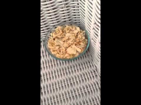 How to Care for Your Pet Rock