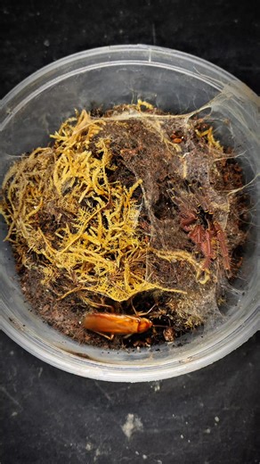 My Blue Fang Waits for the Perfect Moment 😤🪳” #Bluefangtarantula #BlueFang #exoticpets #exohunter #fbyシvideo | ExoHunter