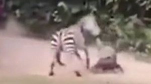 Zookeeper attacked by Zebra in China