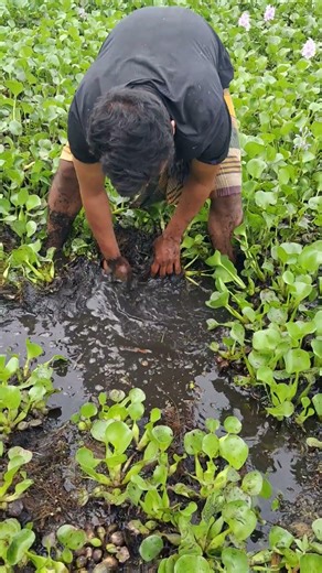 Best Fishing Method. Trending Hand Fishing 2026 #shorts #handfish #fishinglife