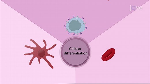 Video: Cellular Differentiation