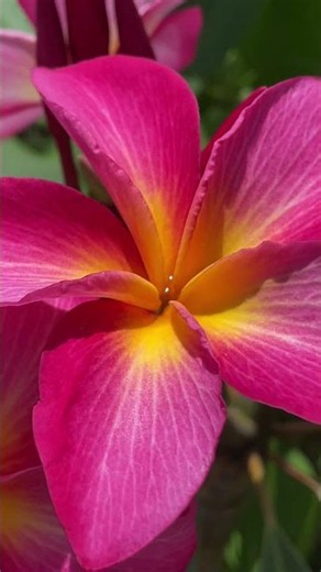 Raspberry Sundae plumeria grown on our farm on big island. Sign up for notifications link in bio