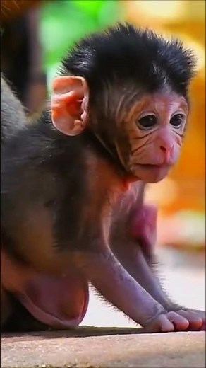 Tired Old Monkey Mom Still Taking Care of Her Baby #monkey