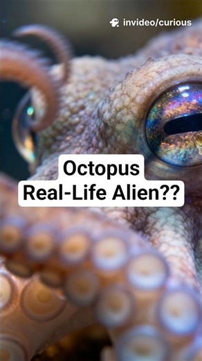Octopuses Have THREE Hearts and BLUE Blood — Here’s Why! 🐙