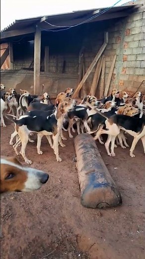 American foxhound hunting dogs