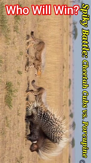 Spiky Battle. Cheetah Cubs vs. Porcupine Spikes.