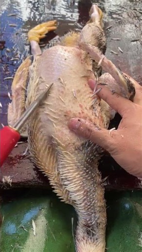 Handheld duck feather cleaning tool