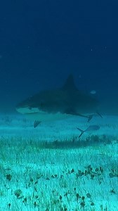 🦈 DO SHARKS EAT PLANTS TOO? 🦈 Today, Wild Gina (IG: wildgina) asks some ‘biting’ questions about Sharks, Seagrasses, and how Climate Change is impacting them! She is joined by her team of botanists, Jacob & Ben (IG: letsbotanize) to discover more about these marine plants! 🦠 L.O.Y.O. - Learn On Your Own! 🦠 How are algae blooms or climate change impacting your local area? Do you live near an ocean? Or, a pond, lake - where seagrass has cousin plants too! Be sure to research what underwater pl