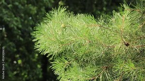 The pine tree moves on a wind. The weather is sunny. Close up the pine tree is situated, the background also is green. The wind is strong.