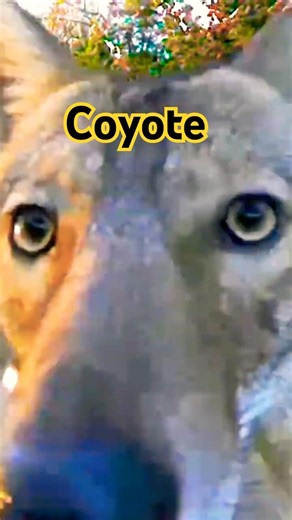 Coyote Hears Donkey