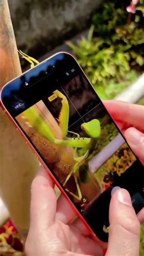 Is the iPhone 17 Pro Max Macro That Good? Must See! 😳