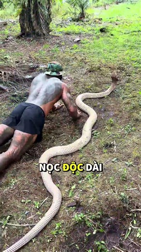 Vì sao rắn hổ mang chúa được gọi là "vua"? 😯