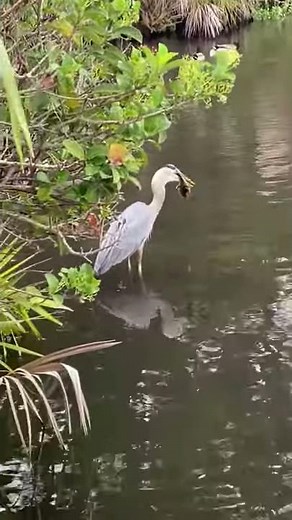 Great Blue Heron eats duckling for breakfast ( Lake Monroe - Sanford , FL )