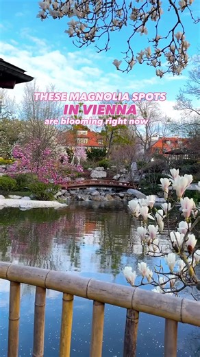2 Wunderschöne Magnolien-Spots in Wien 🌸