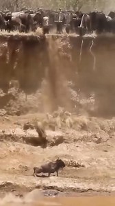 76K views · 337 reactions | Animals HD on Reels | Facebook