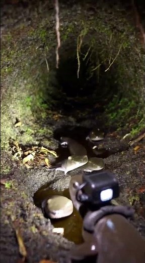 A tiny camera was placed on a salamander what it found underground is incredible 🦎
