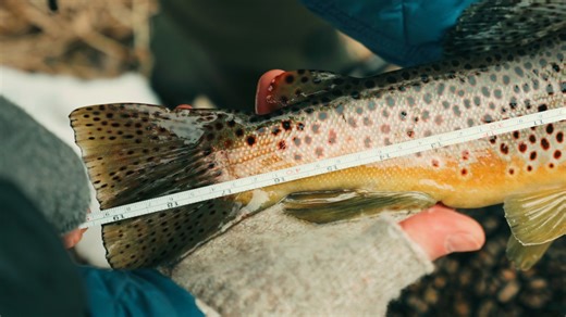 Cool video highlighting a couple nicer fish from this weeks trout adventures! stay tuned for more to come. In the meantime swing into the fly shop. We love to hear your fish stories and do what we can to increase your hook up ratio! #driftless #WisconsinFlyFishing #FlyFishing #browntrout #flyfishing #troutonthefly #flyfishingfilm #flyfishingfilms #flyfishingfilmtour | Red Cedar Fly Fishing