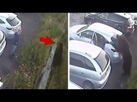 Bear Attack in Russia: Man's Narrow Escape Caught on Video!