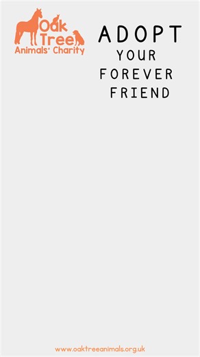 DOGS AVAILABLE TO REHOME | Oak Tree Animals' Charity